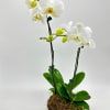 Double stemmed Orchids 