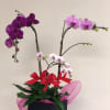 &quot;Shangri-la might be a fictional place, but this stunning orchid is firmly