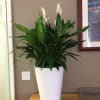 Beautiful peace lily plant in white ceramic pot 