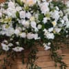 Whole casket spray of white roses, lilies, daisies, alstroemeria and carnations