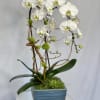 2 Phalaenopsis Orchids, Curly willow arranged in a blue vase