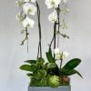 2  Phalaenopsis Orchids with succulents added with a ceramic container.