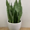 Sansevieria Plant in white porcelain like pot.  