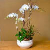 Four A-grade Phalaenopsis orchids in a 12&quot; premium ceramic planter - Includes