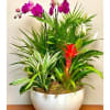 Orchid Dish Garden