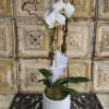 A classic orchid plant amplified with feather accents and curly vines.
