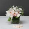 Desktop arrangement filled of beautiful white Cymbidium orchids 