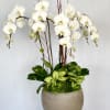 Total of 6 White Phalaenopsis Orchids with succulent plants arrange in a