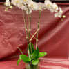 Multi-Stem White Phalaenopsis Orchid Planting in Clear Glass Cylinder

*Regular has 3 stems
*Deluxe