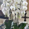 Our gorgeous 12 stem Orchid arrangement is a great gift for any