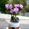 Pink orchids displayed beautifully in a succulent plant with a gorgeous white