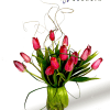 Tulips alone, Highlighting their beauty, in glass vase, adorning them dry and