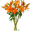 Long-stemmed orange lilies, simply arranged in a clear glass vase, create a