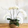 This is top quality Phalaenopsis mini orchids.
Stunning and impressive fresh white Phalaenopsis