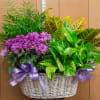 Beautiful Plant Basket loaded and arranged with various flowering and green plants