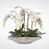 A gorgeous arrangement featuring a multi-stemmed Phalaenopsis orchid plant blessed with a