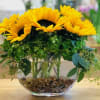 Sunflowers are wonderfully cheerful flowers, with big bold yellow faces that remind
