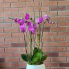 Lovely purple phalaenopsis plants arranged in a modern dish. Color of the