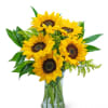 Beautiful sunflower arrangement filled with Solidago and greenery ready to gift and