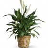 Known for its indoor beauty and ability to clear the air of