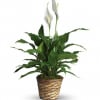 Also known as the peace lily this dark leafy plant with its