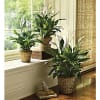Also known as the peace lily this dark leafy plant with its
