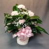 This peace lily is decorated with pink carnations, baby breath, and a