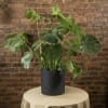 Monstera may be the perfect indoor plant if you&#039;re looking to create