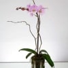 Mini Pink Orchid in a Glass vase and river rocks and moss