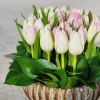 Tulips are one of the most romantic flowers, as they look very