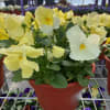 First welcoming signs of spring.  Plant your containers and window boxes