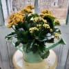 A perfect Easter centerpiece or special delivery to a loved one this
