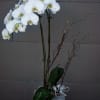 Phalaenopsis orchid plant with nice decoration is a good gift for all