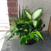 This beautiful gift is a garden of delights. Perfectly at home inside