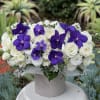 Amazing box with gorgeous purple orchids