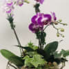An indoor garden perfect for a desk or tabletop. Three mini phalaenopsis