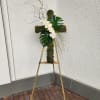 A cross made with moss 