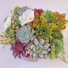Everybody loves succulents! Send them to brighten up new office or home.
