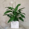 9&quot; Peace Lily plant in a ceramic pot (aproximately 36&quot; tall)