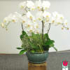 The Beretania Florist Phalaenopsis Orchid Plant is the perfect gift for those
