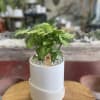 An arrowhead planted in a modern cylindrical pot (7&rdquo; diameter x 75&rdquo;