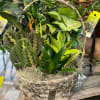 Available for pick up or delivery. A variety of small house plants