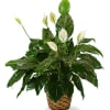 - Peace lily This great  plant is 8&quot;inches  is a