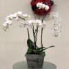 &quot;Pure elegance. That&rsquo;s what these divine white phalaenopsis orchids deliver. They&rsquo;re beautiful
