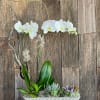 A Beautiful double Phalaenopsis orchid and Succulent garden presented in a ceramic