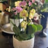 Enjoy this abundant orchid garden for your home or to send as