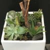 assorted succulents in a white ceramic container