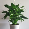 GREEN PLANT WITH NICE WHITE FLOWERS. APPROPIATE FOR ANY OCCASION. ALWAYS WITH