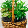 Plants arranged in wicker basket