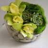 A combination of Green Succulents, Green Cymbidium Orchids in a Half Bubble